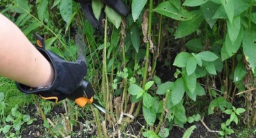 Jak a kdy řezat astilbe v přípravě na zimu, zda je nutné zakrýt